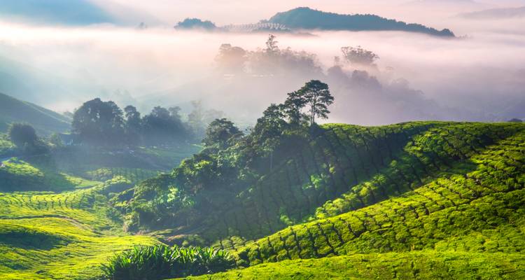 Plantaciones de té verde ondulantes en las Tierras Altas de Cameron cubiertas por la niebla de la madrugada.