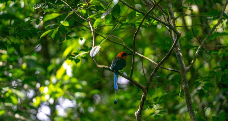 Bunter Motmot-Vogel, der auf einem Ast inmitten dichter tropischer Vegetation sitzt.