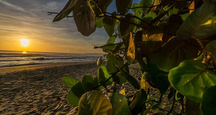 Coucher de soleil sur une plage tropicale de sable fin observé à travers des feuilles luxuriantes de raisin de mer vert éclatant.