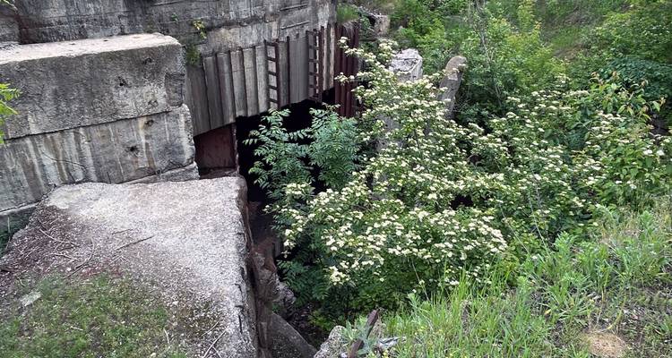 Ruinas de búnker de concreto cubiertas de vegetación rodeadas de arbustos verdes y césped en un día nublado