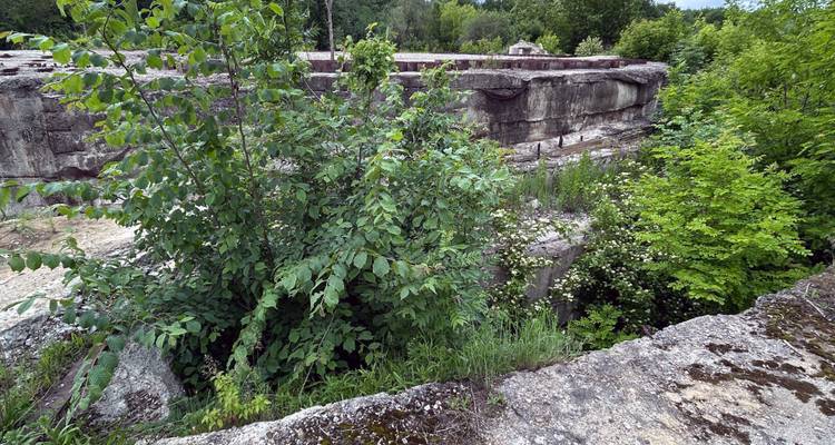 Arbustos densos que crecen entre las paredes de concreto agrietadas de un sitio industrial abandonado