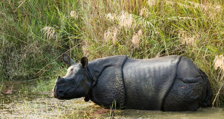 Grote eenhoornige neushoorn gedeeltelijk ondergedompeld in hoge rietstengels naast een moerassige poel.