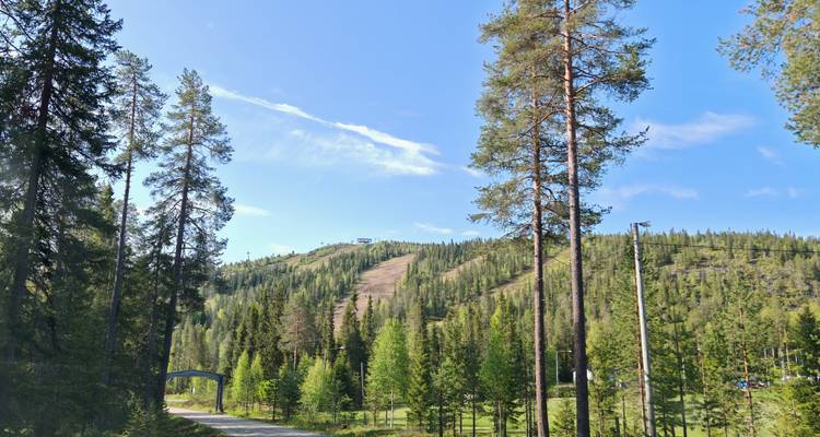 Sonnige Waldszene mit hohen Kiefern, die einen grasbewachsenen Skihang im Sommer in Syöte einrahmen.