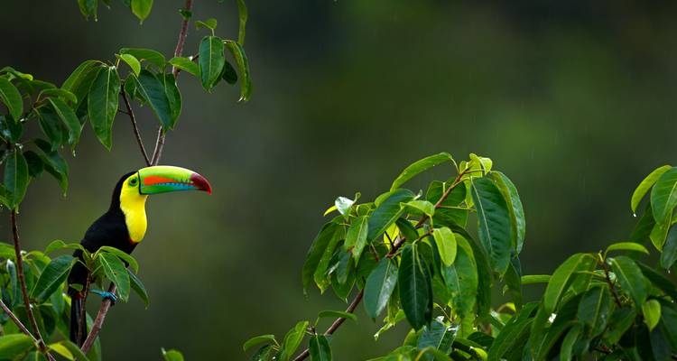 Colorful keel-billed toucan perched on a leafy branch against a soft green rainforest background.