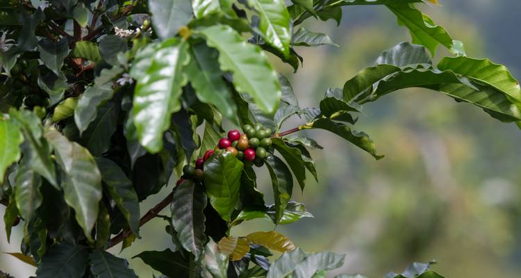 Primer plano de ramas de cafeto con racimos de cerezas rojas madurando en vegetación exuberante.