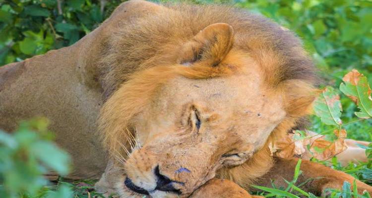 Close-up of a male lion resting in green vegetation.