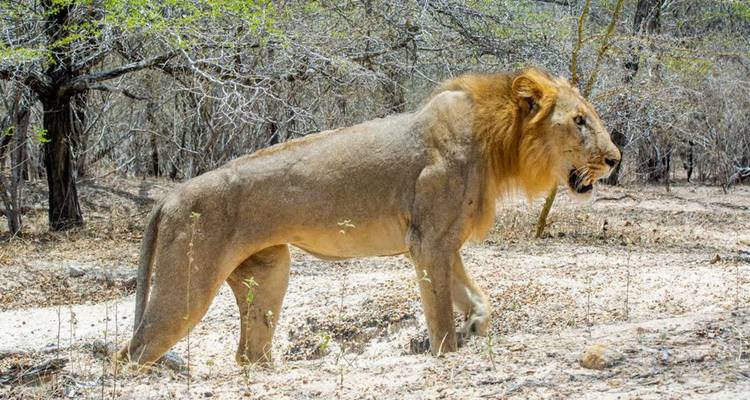 Side profile of a male lion walking through dry woodland.