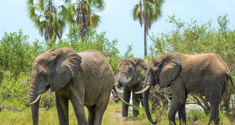 Three elephants with tusks walking near palm trees and wetlands.