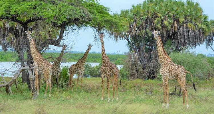 Four giraffes browsing under acacia trees near a lake.