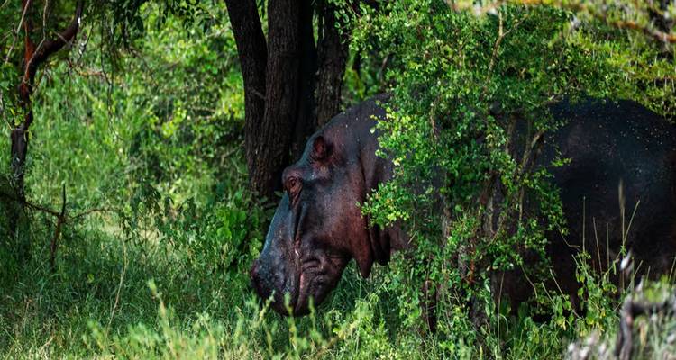 A hippo partially hidden among dense green bushes beside a tree trunk.