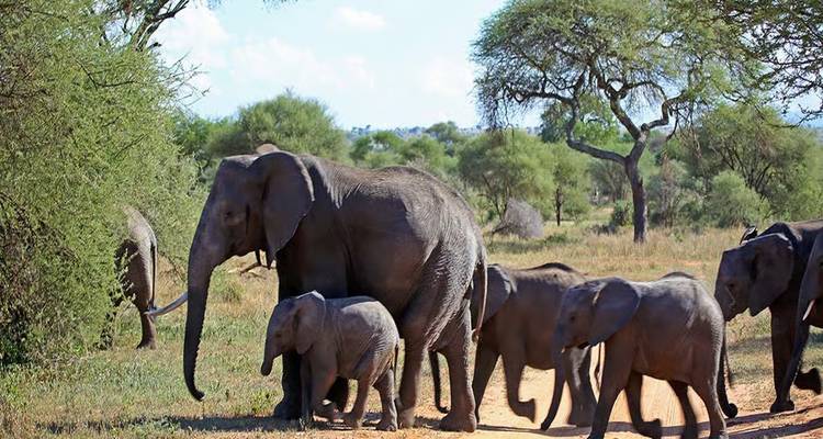Elephant herd including calves crossing a dusty track in savanna woodland.