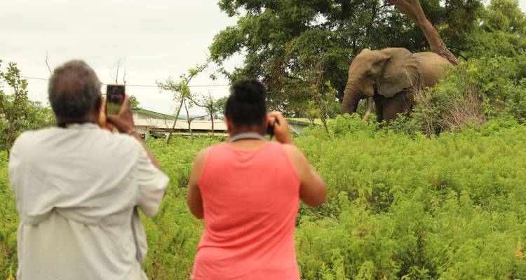 Dos viajeros toman fotos de un elefante salvaje pastando entre arbustos verdes.