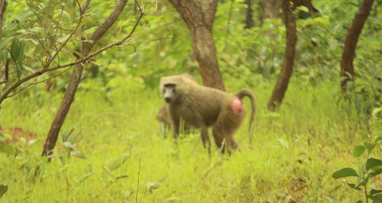 Imagen borrosa de babuinos moviéndose a través de la espesa maleza del bosque.