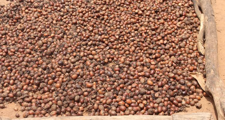 Gran extensión de nueces marrones secándose al sol en una bandeja de madera.
