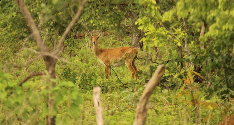 Antílope alerta se encuentra entre denso bosque verde.