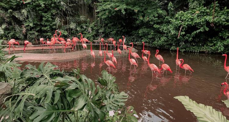 Volée de flamants roses vibrants pataugeant dans un étang tropical luxuriant