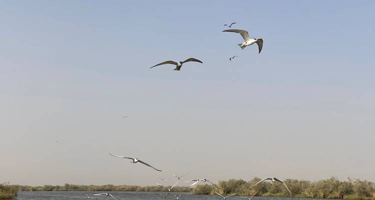 Mouettes et sternes planant au-dessus d'une voie navigable calme de zone humide par une journée brumeuse