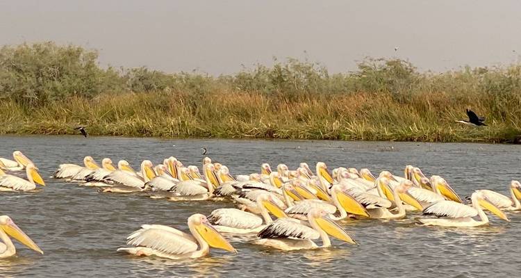 Grand radeau de pélicans flottant ensemble sur une rivière marécageuse avec des roseaux derrière