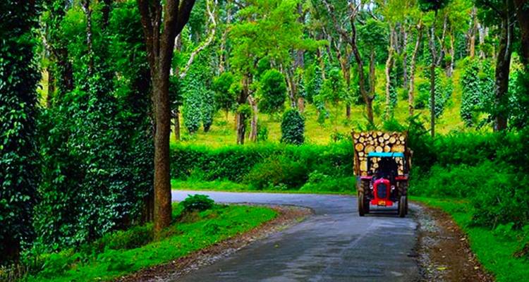 Petit tracteur chargé de bois coupé roulant le long d'une route forestière verdoyante à Coorg