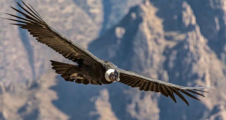 Gros plan d'un condor des Andes planant avec des falaises de canyon spectaculaires floues en arrière-plan.