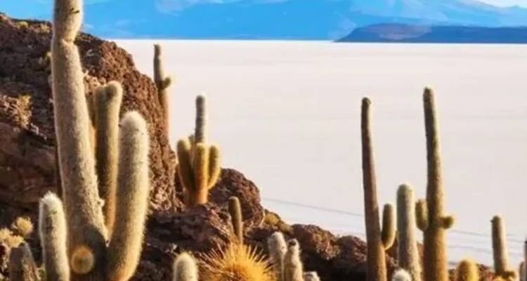 De grands cactus sur une île rocheuse émergeant de l'étendue blanche du Salar d'Uyuni.