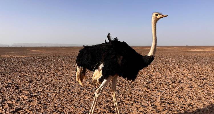 Une grande autruche traverse à grands pas une plaine désertique aride du Maroc.