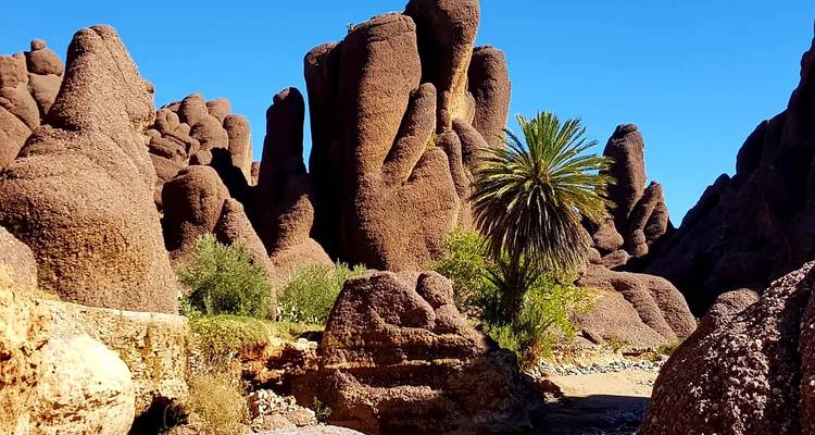 Pinnáculos de roca rojiza inusual y una sola palmera contra el cielo azul profundo en un entorno de cañón.