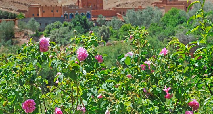 Rosas rosadas en flor en primer plano con un pueblo tradicional de barro y vegetación detrás.