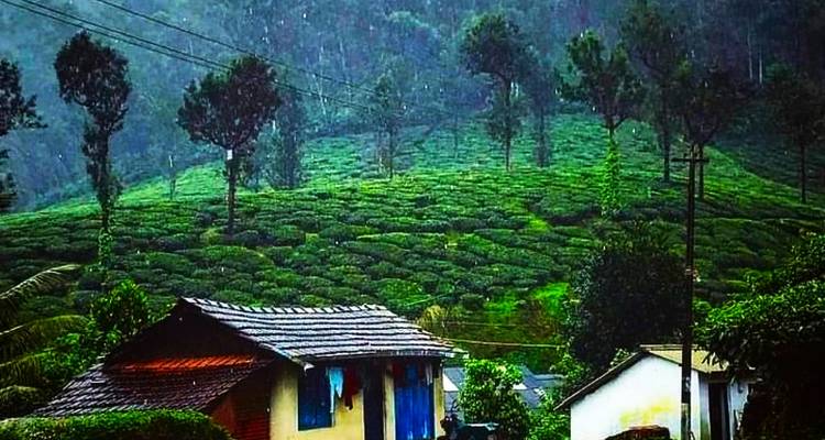 Rain–soaked green tea-covered hills rise behind a couple of small tiled-roof village houses.