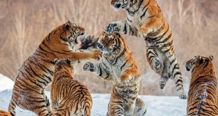Group of Siberian tigers playfully spar in the snow, kicking up powder