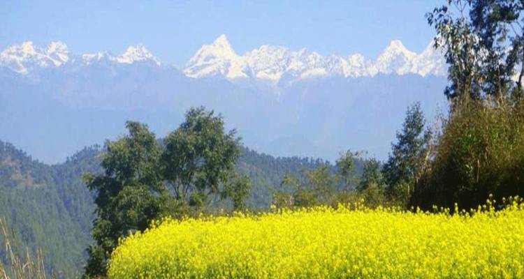 Bright yellow mustard field with snow-capped Himalayas in the distance.