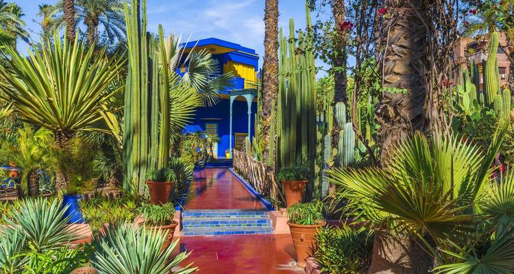 Lush Majorelle Garden path lined with cacti leads to bright cobalt blue villa.