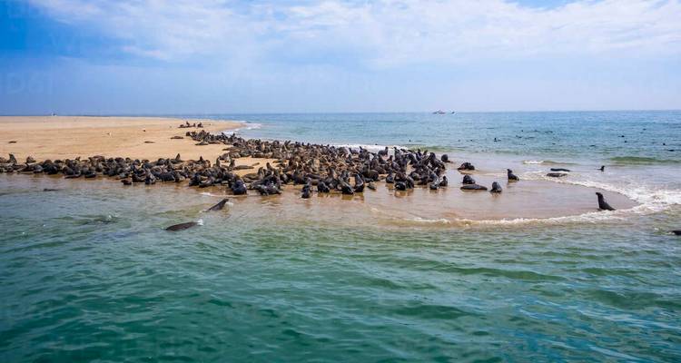 Une grande colonie d'otaries à fourrure du Cap se prélasse sur un banc de sable entouré d'un océan turquoise.