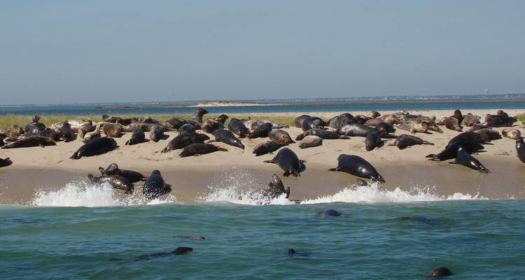 Des centaines d'otaries à fourrure du Cap se prélassant et s'ébattant sur un banc de sable au bord d'eaux turquoise.