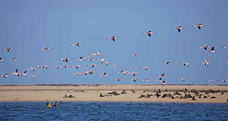 Un groupe de flamants roses en vol au-dessus d'une péninsule sablonneuse parsemée de phoques et bordée par une mer bleue.