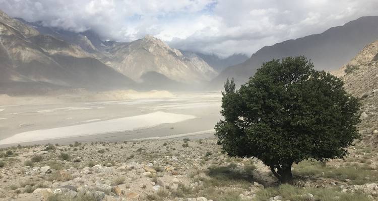 Eenzame boom in een stenige vallei met stofwolken en torenhoge Karakoram-pieken gehuld in mist.