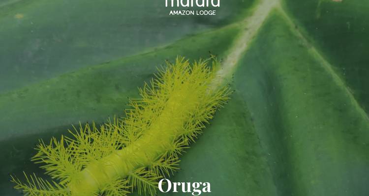 Gros plan d'une chenille duveteuse jaune vif sur une feuille verte avec un texte promotionnel en surimpression