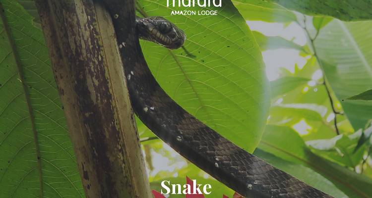 Photo promotionnelle d'un serpent enroulé sur une branche d'arbre dans la forêt tropicale avec superposition de texte