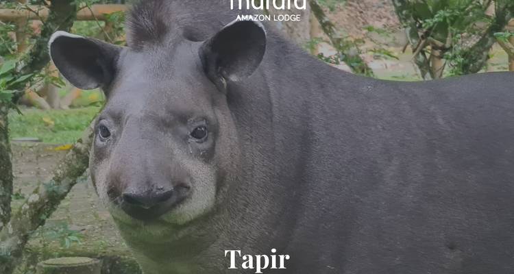 Image promotionnelle en gros plan d'un tapir debout dans une végétation luxuriante avec superposition de texte