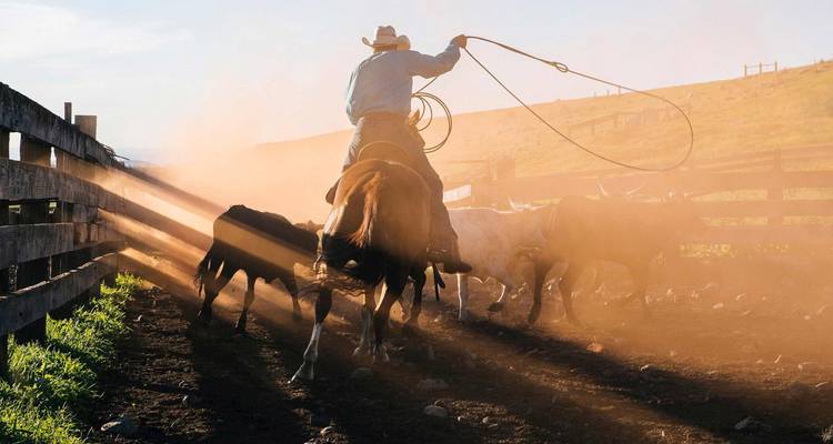 A cowboy on horseback lassoes cattle amid dramatic rays of dusty sunlight in a ranch corral.