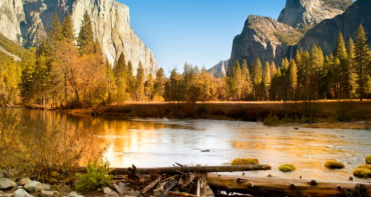 Gouden herfstbomen staan langs een reflecterende rivier met oprijzende granieten wanden onder een heldere hemel in Yosemite.