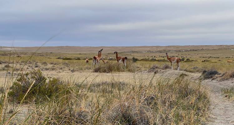 Groupe de guanacos broutant parmi les herbes sèches dans une plaine patagonienne ouverte sous un ciel nuageux.