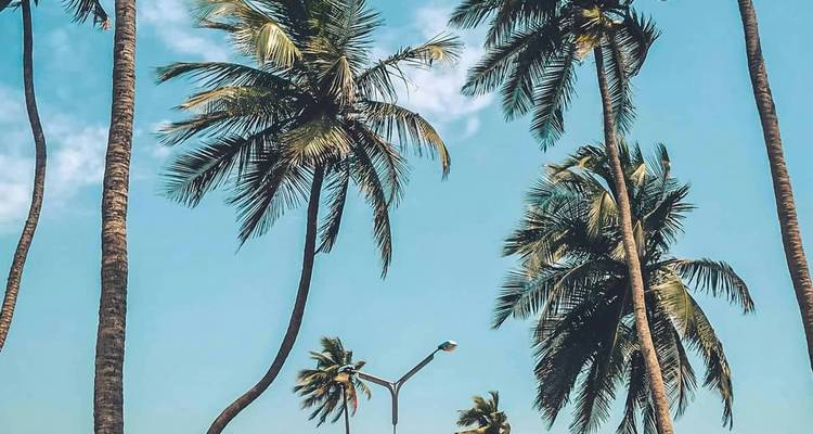De grands palmiers contre un ciel tropical bleu éclatant.