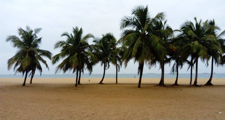 Rangée de palmiers sur une plage de sable tranquille face à une mer calme sous un ciel couvert.