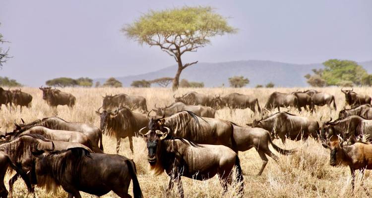 Large herd of wildebeest grazing on dry Serengeti grassland with lone acacia tree