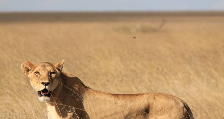 Lioness standing in tall golden grass of an open savanna
