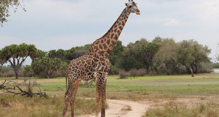 Tall giraffe standing in open woodland savanna under overcast sky