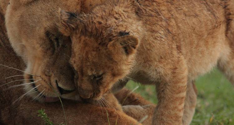 Tender close-up of a lioness nuzzling her cub in grassy savanna