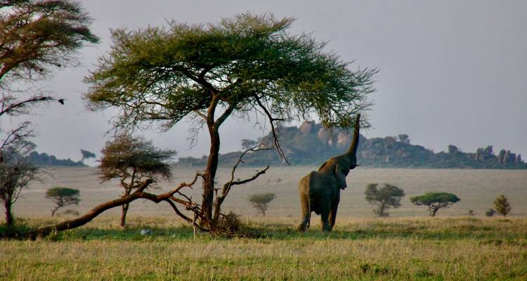 Elephant stretches its trunk to feed from a lone acacia tree on open plains