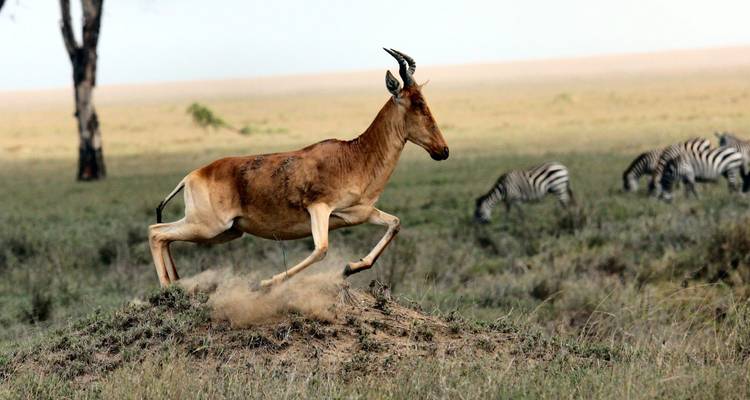 Antelope leaps off a mound as zebras graze in the background on dusty grassland